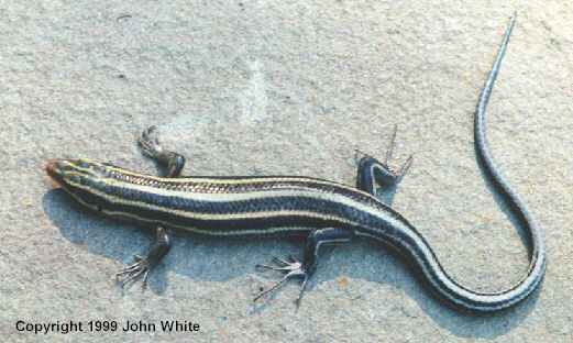 Five Lined Skink