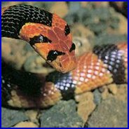 African Coral Snake