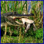 American Alligator