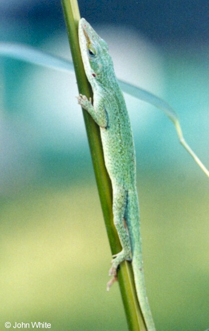 Green Anole