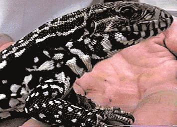 Argentinian Tegu