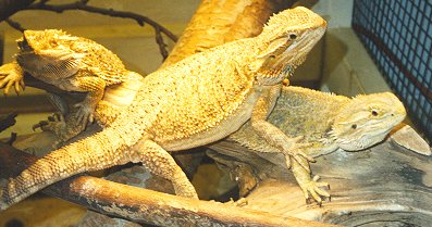 Bearded Dragons