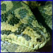 Carpet Python