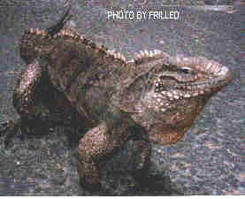 Cuban Rock Iguana