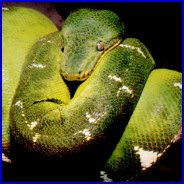 Emerald Tree Boa