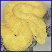 Eyelash Viper