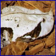 Gaboon Viper