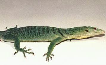 Green Tree Monitor