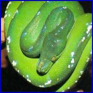 Green Tree Python