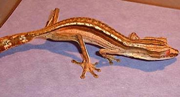 Leaf Tailed Gecko