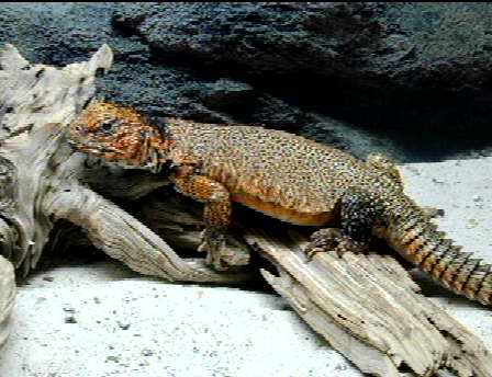 Moroccan Uromastyx