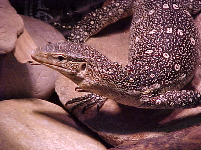 Ornate Nile Monitor