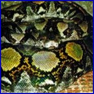 Reticulated Python