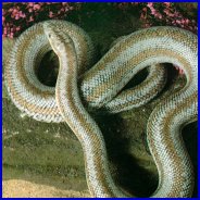 Rosy Boa