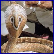 Indian Spectacled Cobra