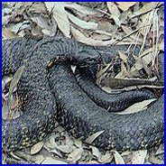 Black Tiger Snake