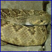 Western Diamondback Rattlesnake